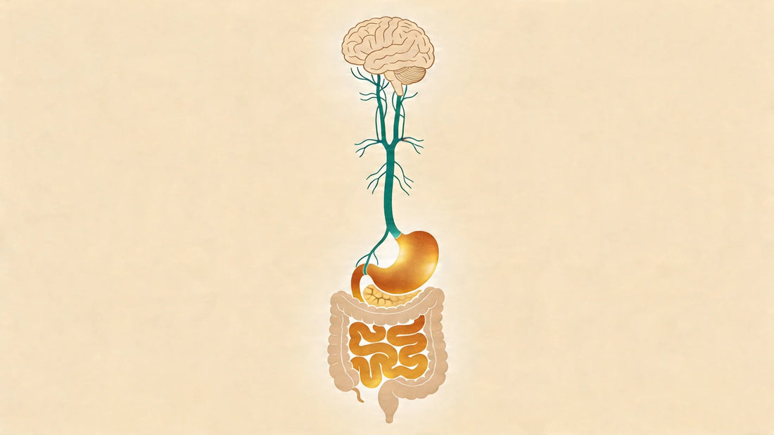 Diagramă stilizată cu creierul, stomacul și intestinele conectate, ilustrând axa intestin-creier