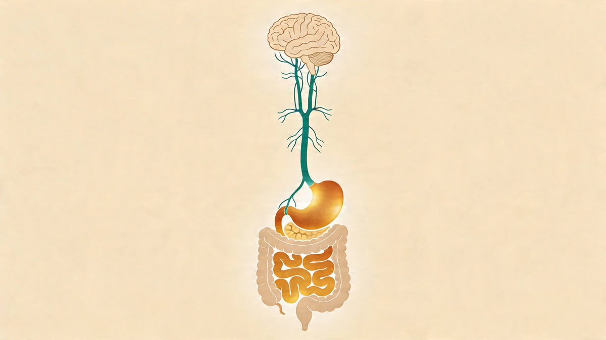 Diagramă stilizată cu creierul, stomacul și intestinele conectate, ilustrând axa intestin-creier