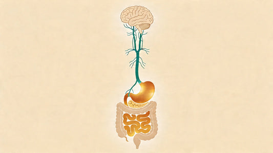 Diagramă stilizată cu creierul, stomacul și intestinele conectate, ilustrând axa intestin-creier